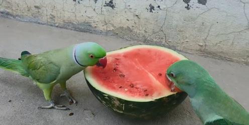 鹦鹉可以吃瓜生吗,瓜类生食的适宜性探讨