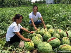 沂水吃瓜网红事件,网络舆论的风暴与反思
