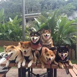 柴犬明星大全,盘点那些闪耀屏幕的可爱小明星