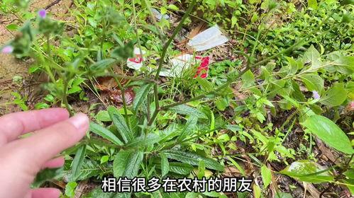 网红草,绿意盎然，引领潮流的生态新宠